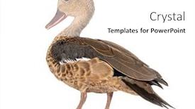  Presentation with teal - Slide set consisting of madagascar-teal-duck-anas-bernieri background and a white colored foreground