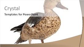  Presentation with teal - Presentation theme consisting of madagascar-teal-duck-anas-bernieri background and a white colored foreground