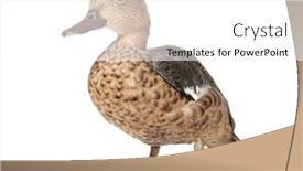  Presentation with teal - Presentation theme featuring madagascar-teal-duck-anas-bernieri background and a white colored foreground