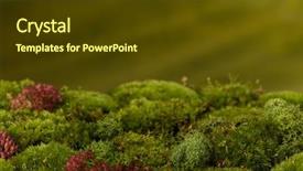  Presentation with moss - Slide set featuring made of real fresh moss background and a tawny brown colored foreground