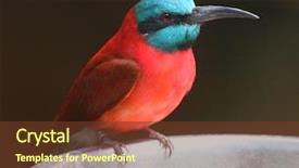  Presentation with bee - Slide set with made up primarily of bees background and a tawny brown colored foreground