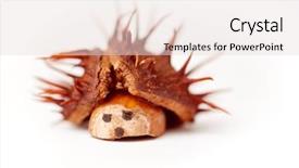  Presentation with funny - Amazing presentation theme having made with chestnuts and acorn backdrop and a lemonade colored foreground