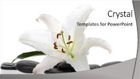  Presentation with lily - Amazing presentation having madonna - lily and spa stone backdrop and a white colored foreground