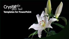  Presentation with lily - Beautiful PPT layouts featuring madonna - white lily on black background backdrop and a black colored foreground