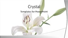  Presentation with lily - Audience pleasing PPT theme consisting of madonna - white lily backdrop and a white colored foreground