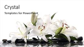  Presentation with spa concept stone - Audience pleasing presentation theme consisting of madonna lilies with spa stone backdrop and a white colored foreground
