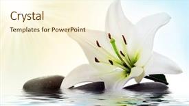  Presentation with water lily - Presentation featuring madonna lily and spa stone background and a cream colored foreground