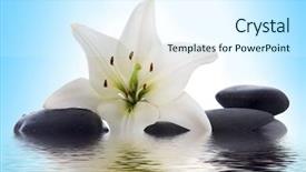  Presentation with blue water lily - Cool new theme with madonna lily and spa stone backdrop and a sky blue colored foreground
