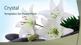  Presentation with water lily - Presentation having madonna lily and spa stone background and a sky blue colored foreground
