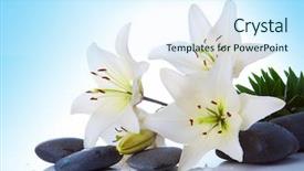  Presentation with lily - Beautiful presentation theme featuring madonna lily on blue background backdrop and a  colored foreground