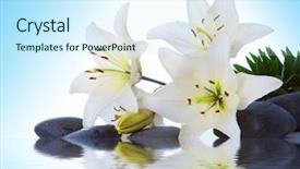  Presentation with lily - PPT theme consisting of madonna lily on blue background background and a cool aqua colored foreground