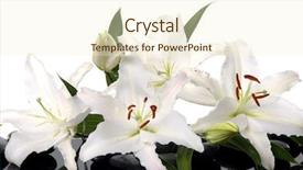  Presentation with lily - Colorful slides enhanced with madonna lily with spa stone backdrop and a cream colored foreground