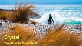  Presentation with ocean - Amazing PPT layouts having magellanic penguin spheniscus magellanicus walks backdrop and a tawny brown colored foreground