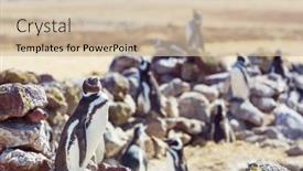  Presentation with chile patagonia - Cool new PPT theme with magellanic-penguin-spheniscus-magellanicus backdrop and a soft green colored foreground