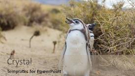  Presentation with chile patagonia - Presentation consisting of magellanic-penguin-spheniscus-magellanicus background and a coral colored foreground