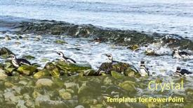  Presentation with chile - Theme having magellanic-penguins-leaving-the-sea background and a tawny brown colored foreground