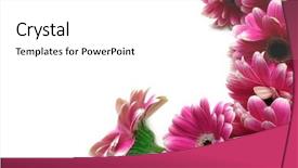  Presentation with flower border - Cool new PPT theme with magenta gerbera flower border isolated backdrop and a white colored foreground