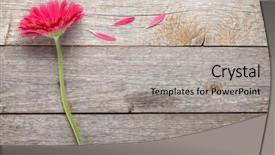  Presentation with magenta - Audience pleasing PPT theme consisting of smiling woman practicing yoga on the beach at sunset backdrop and a violet colored foreground