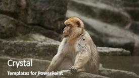  Presentation with animal - Audience pleasing PPT theme consisting of maggots - barbary macaque macaca sylvanus also backdrop and a tawny brown colored foreground