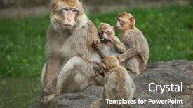  Presentation with long tailed macaque macaca fascicularis - Cool new theme with maggots - barbary macaque macaca sylvanus also backdrop and a gray colored foreground