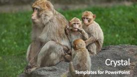  Presentation with long tailed macaque macaca fascicularis - Audience pleasing slide deck consisting of maggots - barbary macaque macaca sylvanus also backdrop and a gray colored foreground