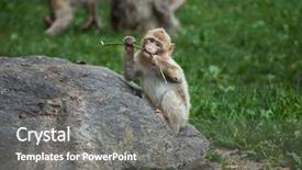  Presentation with long tailed macaque macaca fascicularis - Slides having maggots - barbary macaque macaca sylvanus also background and a gray colored foreground