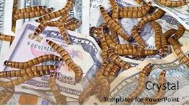  Presentation with decay - Slide set having maggots - big ugly worms crawling background and a coral colored foreground