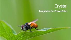  Presentation with fall - Colorful presentation theme enhanced with maggots - bug fall a plant shoot backdrop and a seafoam green colored foreground