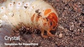  Presentation with land surveying - Slides featuring maggots - bug maggot on brown land background and a tawny brown colored foreground