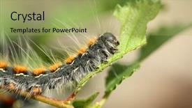  Presentation with caterpillar - Cool new presentation design with maggots - caterpillar on a branch backdrop and a  colored foreground