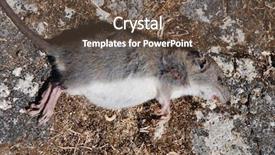  Presentation with rat - Cool new slides with maggots - dead rat at lakka backdrop and a tawny brown colored foreground