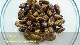  Presentation with larvae - Colorful presentation design enhanced with maggots - edible bug larvae backdrop and a tawny brown colored foreground