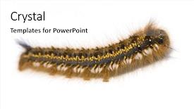  Presentation with caterpillar - Theme consisting of maggots - hairy caterpillar in front background and a white colored foreground