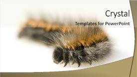  Presentation with caterpillar - Cool new presentation theme with maggots - hairy caterpillar in front backdrop and a lemonade colored foreground
