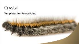  Presentation with caterpillar - Amazing slides having maggots - hairy caterpillar in front backdrop and a  colored foreground