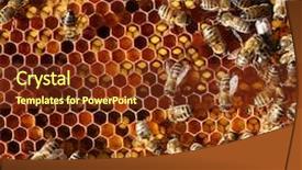  Presentation with honey bee - Slides consisting of maggots - honey cells and working bee background and a tawny brown colored foreground