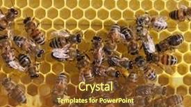  Presentation with cells - Colorful slides enhanced with maggots - honey cells and working bees backdrop and a tawny brown colored foreground