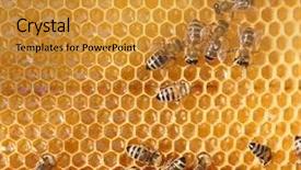  Presentation with honey - Beautiful presentation theme featuring maggots - honey cells and working bees backdrop and a gold colored foreground