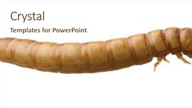  Presentation with larva - Presentation theme with maggots - larva of mealworm - tenebrio background and a cream colored foreground