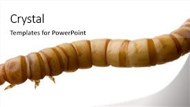  Presentation with larva - Colorful presentation enhanced with maggots - larva of mealworm - tenebrio backdrop and a white colored foreground