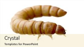  Presentation with larva - Presentation design having maggots - larva of mealworm - tenebrio background and a blonde colored foreground