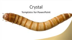  Presentation with larva - Colorful PPT theme enhanced with maggots - larva of mealworm - tenebrio backdrop and a white colored foreground