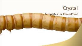  Presentation with larva - Audience pleasing presentation theme consisting of maggots - larva of mealworm - tenebrio backdrop and a cream colored foreground