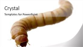  Presentation with larva - PPT theme featuring maggots - larva of mealworm - tenebrio background and a white colored foreground