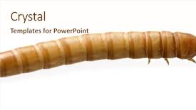  Presentation with larva - Beautiful presentation theme featuring maggots - larva of mealworm - tenebrio backdrop and a cream colored foreground