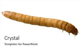  Presentation with larva - Presentation with maggots - larva of mealworm - tenebrio background and a white colored foreground