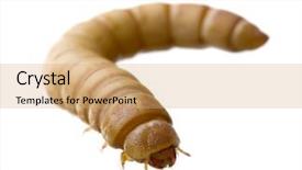  Presentation with larva - Presentation enhanced with maggots - larva of mealworm - tenebrio background and a coral colored foreground