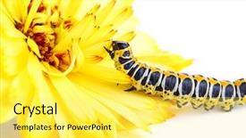  Presentation with larva - Beautiful presentation featuring maggots - macro butterfly larva with yellow backdrop and a yellow colored foreground