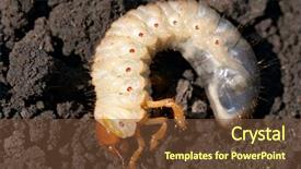  Presentation with thymus vulgaris - Colorful slides enhanced with maggots - may-bug grub melolontha vulgaris backdrop and a tawny brown colored foreground