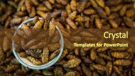  Presentation with thailand food - Beautiful PPT theme featuring maggots - pile of insect food backdrop and a tawny brown colored foreground
